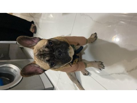 9 aylık eğitimli french bulldog