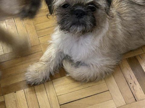 Kahve shih tzu köpekler