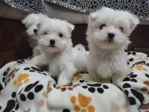 Tea cup safkan maltese terrier yavrular