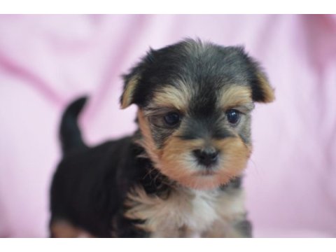 Minik morkie adam