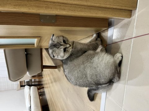 Balıkesir ücretsiz scottish fold kedimizi sahiplendirme