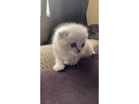 Scottish fold kedimiz