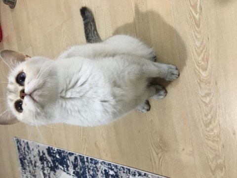 Miya yeni sıcak yuva arıyor