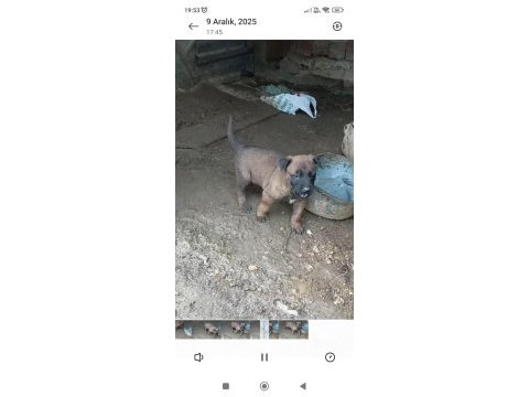 Safkan erkek belçika kurdu
