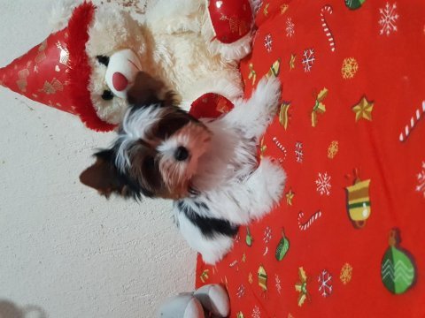 4 aylık biewer yorkshire terrier