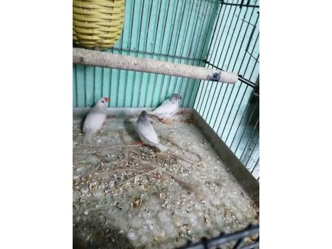Zebra finch (hint bülbülü)
