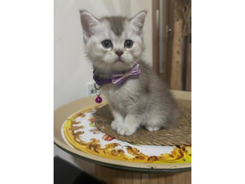 Yeni cins kediler yeni yuvalarına gitmeye hazırlar