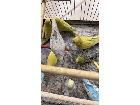 Yeme yeni düşen jumbo yavrular ve birtakım jumbo kuşlar