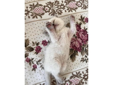 Mavi gözlü bebek yavru kedilerimiz