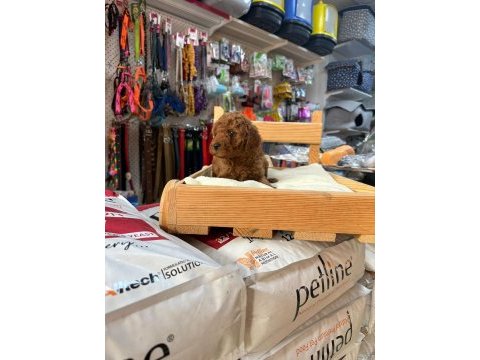 Red toy poodle