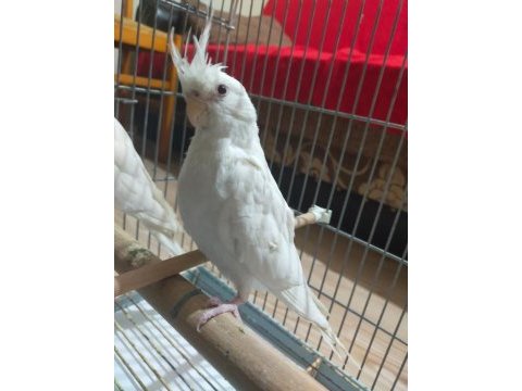 Yeni yeme düşen albino kırmızı göz sultan papağanı