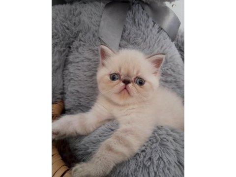 Exotic shorthair dişi ve erkek yavrular