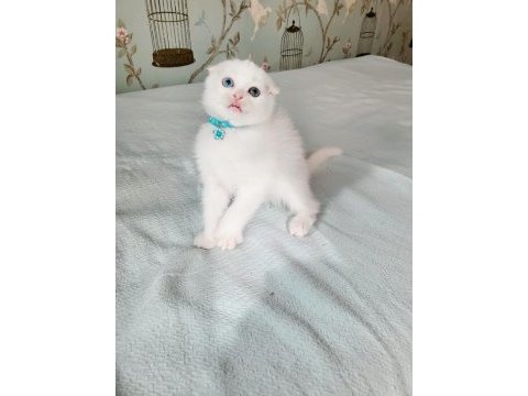 Minnoş gözlü bebek scottish fold