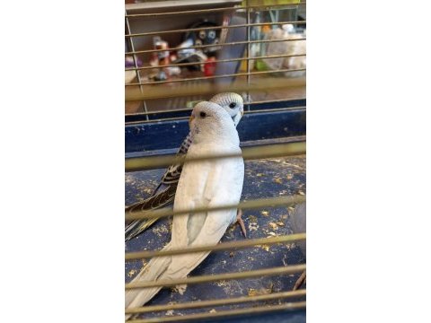 Yavru muhabbet kuşları