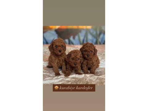 Toy poodle bebeklerimiz