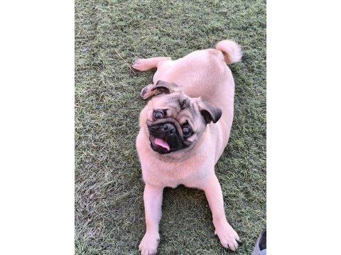 Orjinal pug