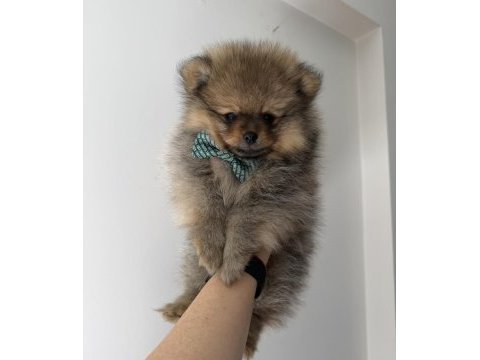 Pomeranian boo dişi erkek uygun
