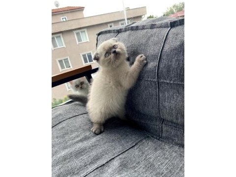 Son kalan erkek bebek kedimiz