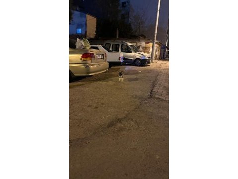 3 aylık safkan sibirya kurdu dişi