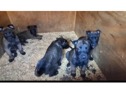 Kusursuz malinois bebekler