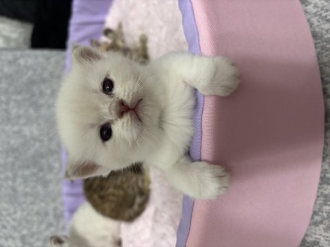 Bebekler british shorthair