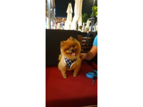 Miniş pomeranian erkekler