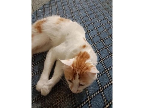 Kedimizi sahiplendirme