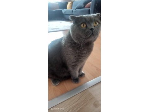 Scottish fold badem yuvasını arıyor