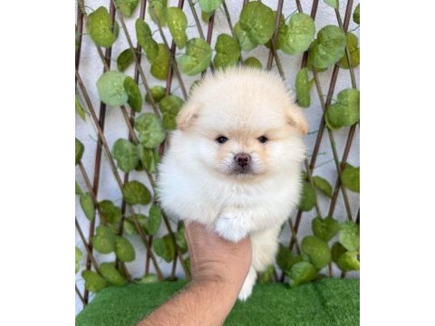 Pomeranian boo erkek