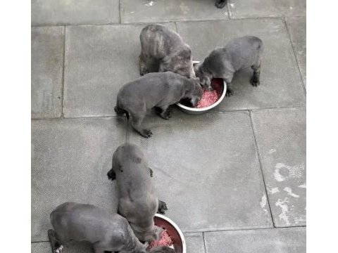 A+ kalite anne baba şecereli cane corso yavrularımız