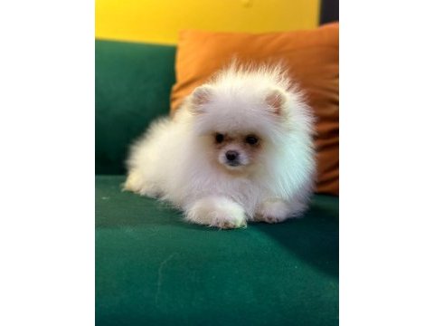Ankaranın en güzel ayı suratlı pomeranian boo yavruları