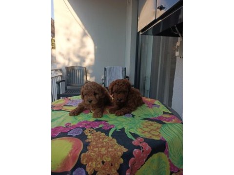 Kore kan safkan toy poodle bebekler