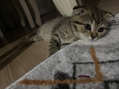 Ücretli sahiplendirilme scottish fold
