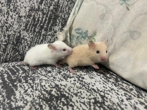 Birbirinden güzel hamster bebekler