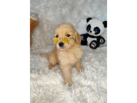Orijinal golden retriever bebeklerimiz