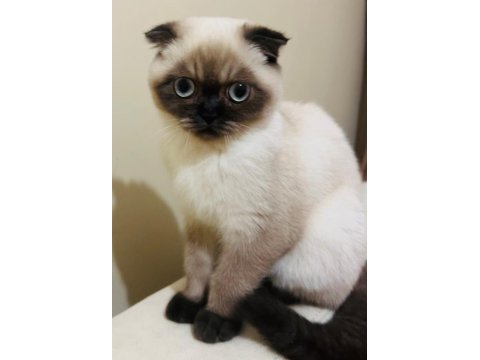 Safkan scottish fold anne ve british shorthair babadan yavru