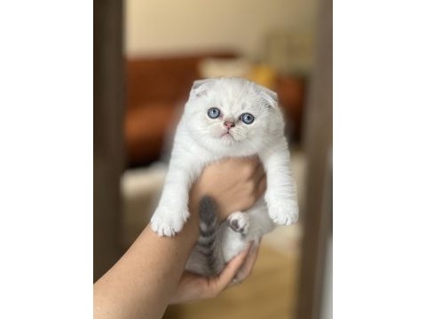 Üst düzey güzellik scottish fold yavrum