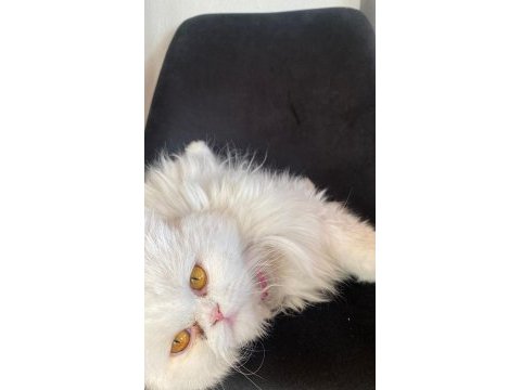 İran kedisi bademe yeni yuva arıyoruz