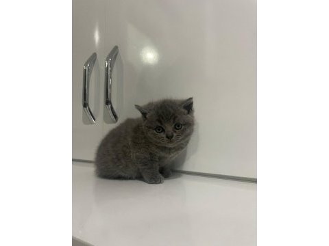 Koca kafalı sevimli british shorthair yavruları