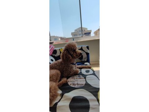 Bakımlı tef brown toy poodle