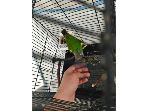 Acil satılık senegal papağanı