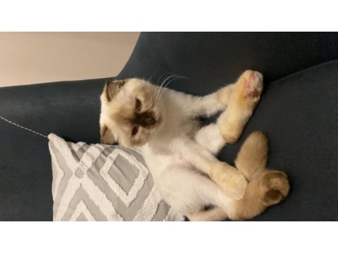 Scottish fold blue point kedime erkek arıyoruz