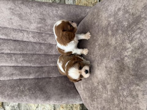 Cavalier king charles köpekler