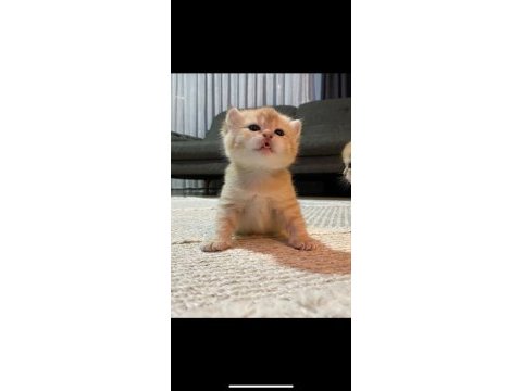 Çok tatlı yavru kedilerimiz