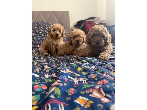 Poodle yavrularımız maşallah alırız