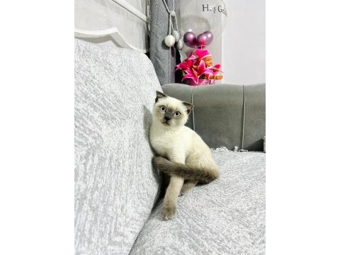 Scottish fold erkek
