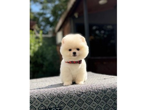Sağlık ve ırk garantili pomeranian
