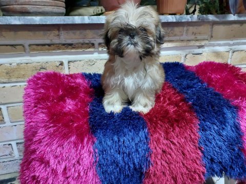 Sıfır boy biblo shih tzu yavrularım