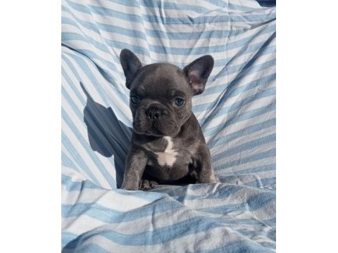 Ankara french bulldog