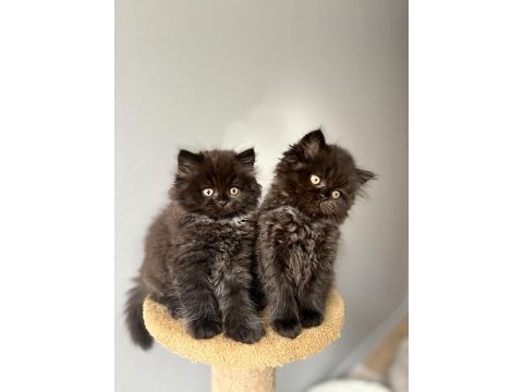 British longhair yavrularımız